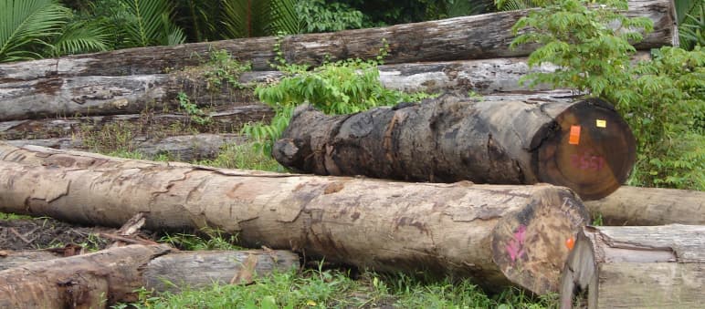Tala de madera