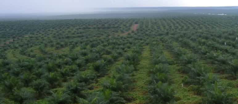 Monocultivo de palma aceitera