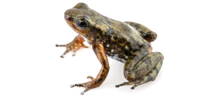 Rana nodriza confusa, especie endémica del Ecuador Rana nodriza confusa (Ectopoglossus Confusus), endémica de la zona de Intag, Ecuador
