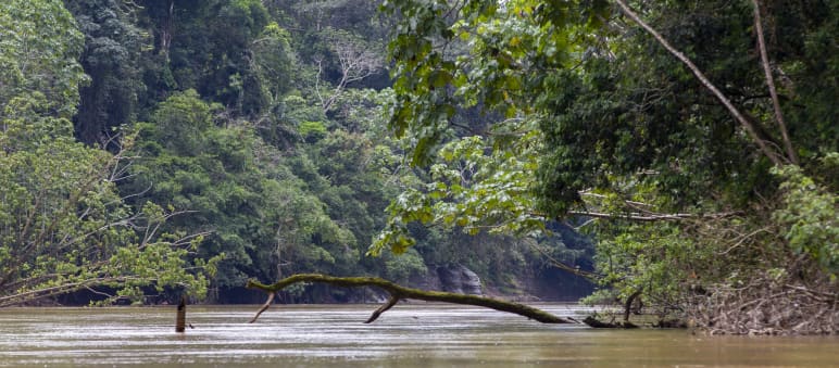 Vista de la vegetación y río en el Parque Nacional Yasuní
