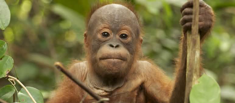 Tripa salvado para los orangutanes de Sumatra