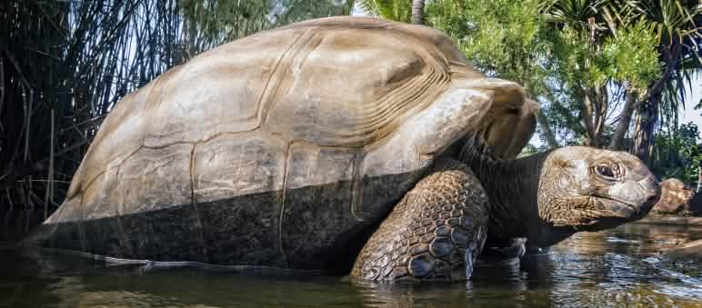 En el atolón de Aldabra viven miles de tortugas gigantes Tortuga gigante de las Seychelles (Aldabrachelys gigantea)