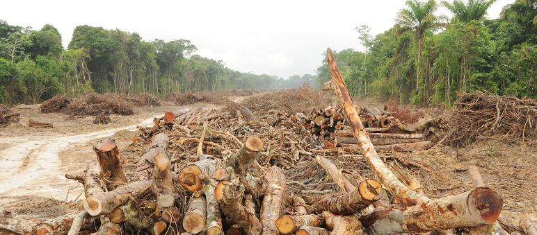 Árboles talados a orillas del río Xingu, Brasil