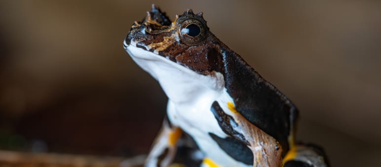 Rana en el Parque Naciona Yasuní, Ecuador. Primer plano
