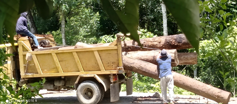 Dos hombres cargan troncos en un camión