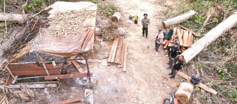 La policía decomisa madera ilegal en el bosque. Vista desde arriba.