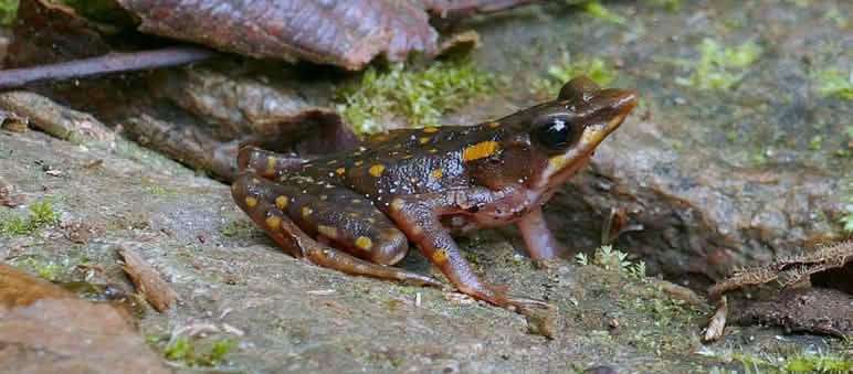La rana en cuestión: Arlequin hocicudo (Atelopus longirostris) Rana endémica Arlequin hocicudo (Atelopus longirostris)