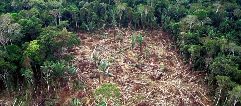 Los pueblos indígenas de Brasil son unos de los mayores perjudicados por el Acuerdo UE Mercosur Tala de la Amazonía en Brasil