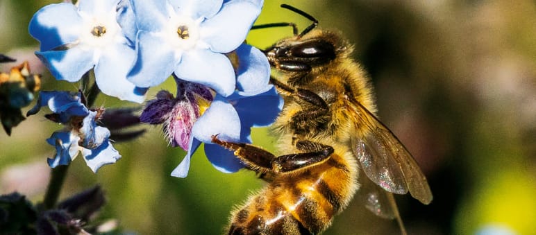 Abeja en una flor