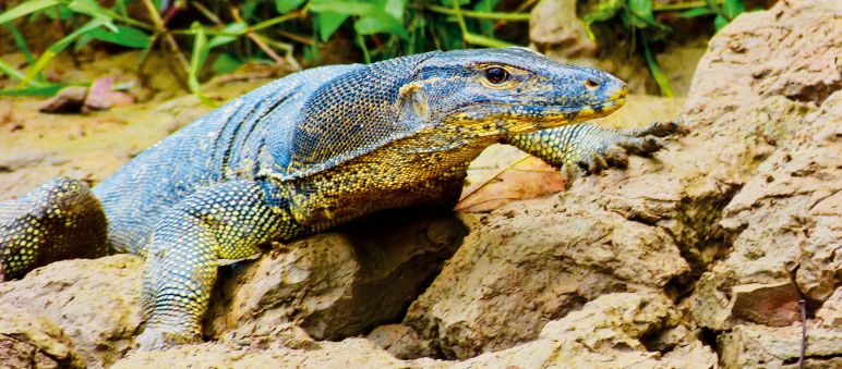 Varano acuático (Varanus salvator)