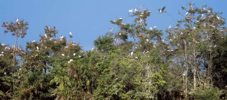 Aves sobre los árboles en el Cerrado