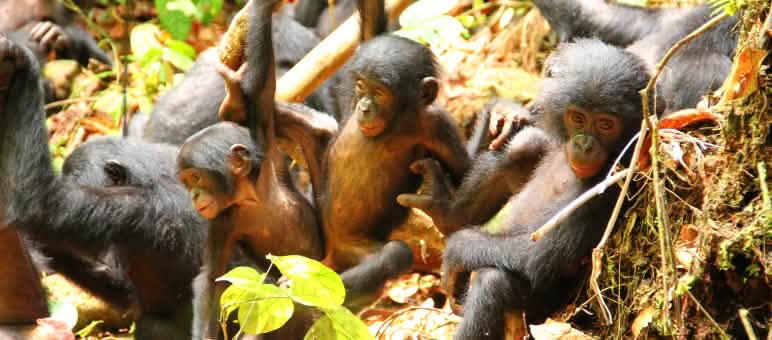 Cuatro crías de bonobo entre la vegetación