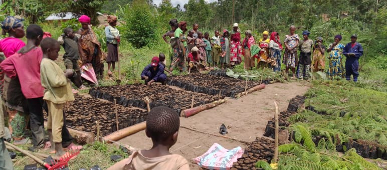 Las comunidades están cultivando árboles jóvenes en un vivero y plantándolos para generar ingresos