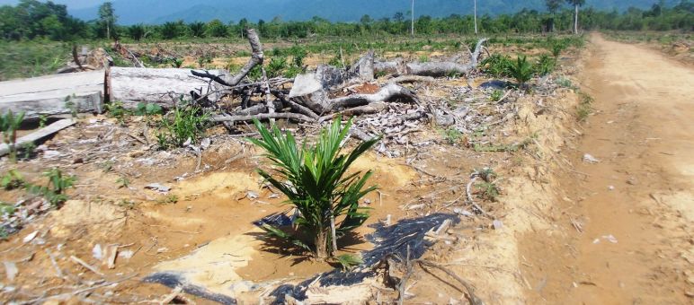Áreas taladas en Palawan para establecer plantaciones Selva talada en Palawan