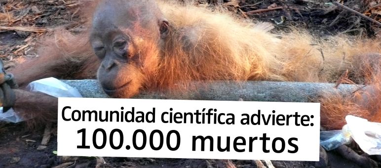 Las plantaciones significan la muerte para los orangutanes Orangután amarrado y severamente herido