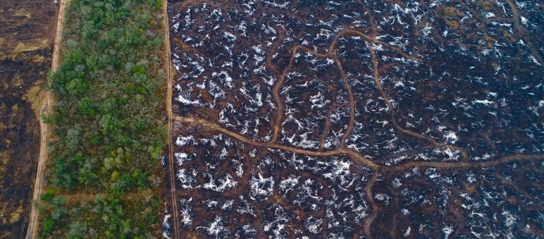 Destrucción total para plantar soja de exportación Tala y quema en el Gran Chaco para establecer plantaciones de soja