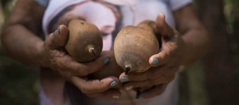 Detalle de unos cocos babasú, sujetos entre las manos de una mujer trituradora