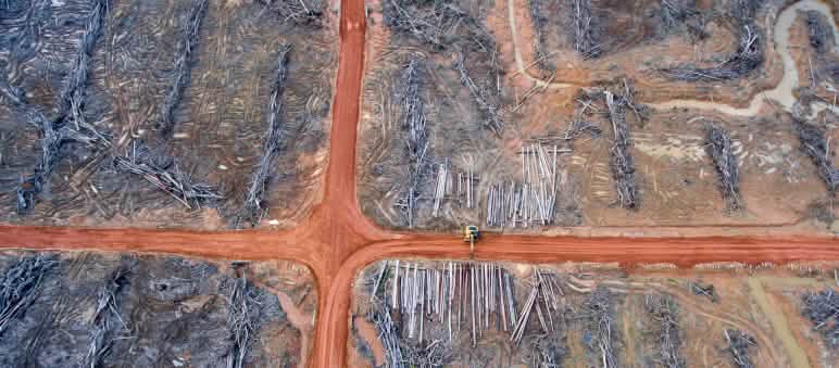 Monocultivos industriales de palma eceitera en Indonesia (Foto: WALHI West Kalimantan-Indonesia-Danau Sentarum)