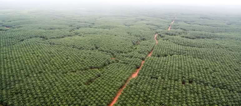 Vista aérea de las plantaciones de palma aceitera de Korindo, que se pierden en el horizonte
