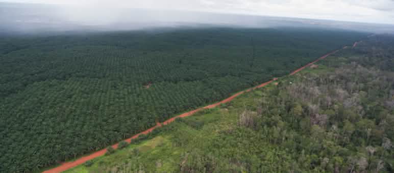 Plantación de palma aceitera en Indonesia Plantación de palma de la empresa Korindo en Indonesia