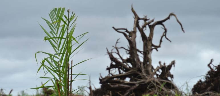 Un bosque de turba se ha talado para plantar aceite de palma en Sarawak, Malasia
