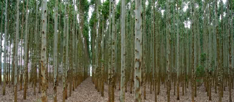 Monocultivos de árboles no son "bosques"