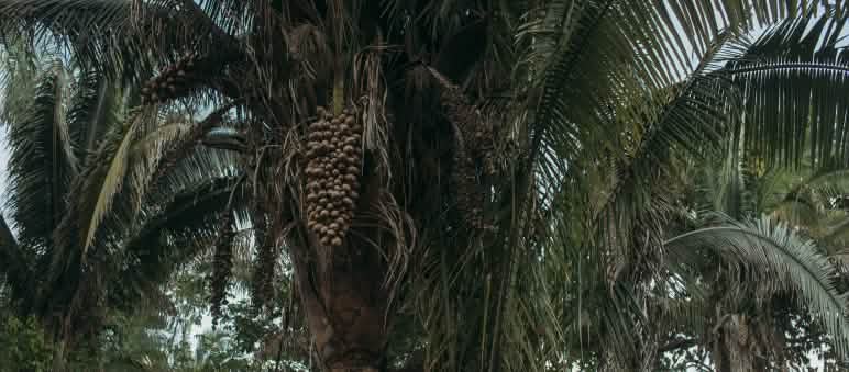 Una mujer contempla una palmera babasú y sus frutos colgantes