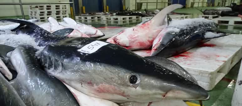 Tiburones en la lonja de Vigo Tiburones muertos recién llegados a puerto