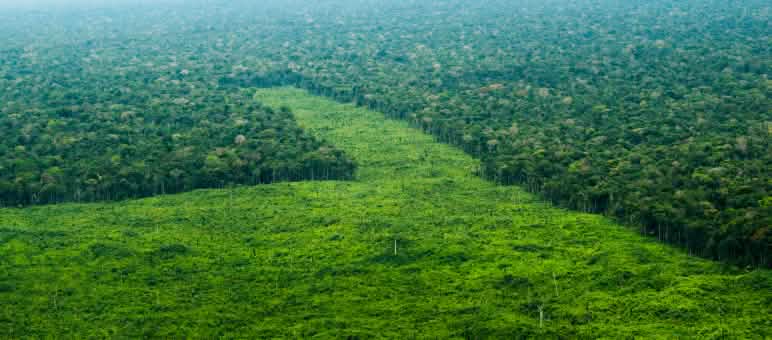 Deforestación de la Amazonía para la siembra de palma en lo que antes era selva