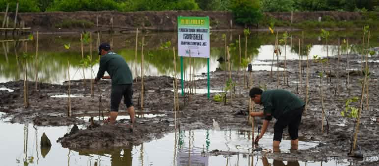 Dos hombres trabajando en la restauración del pantano de Paya Nie con plantones de manglar.