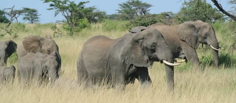 Manada de elefantes en el Serengeti