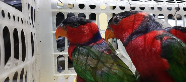 Dos loros hembra enjaulados
