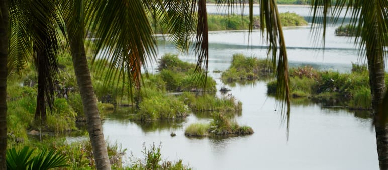 Ecosistema de Paya Nie, Sumatra