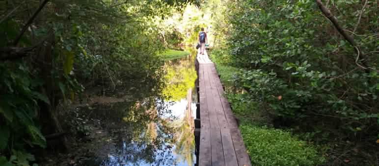 Pasarela de madera en el agua de un manglar de la isla de Cajual