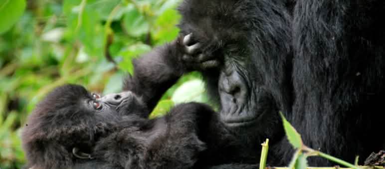 Los gorilas de monataña solamente viven en los Parques Nacionales Bwindi (Uganda) y Virunga (Congo-Kinshasa/Ruanda) Gorila con su cría
