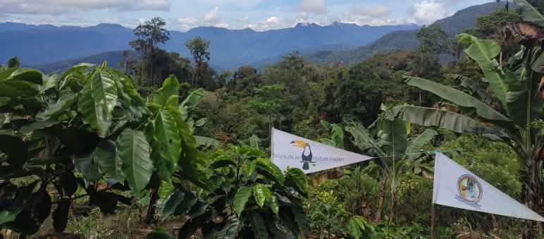Los Tigres de Pining y Salva la Selva (en Indonesia Hutan Hujan) colaboran para salvar el ecosistema de Leuser