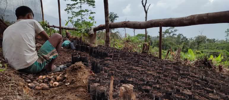 Una persona se encuentra trabajando en un vivero forestal, entre un montón de plántulas