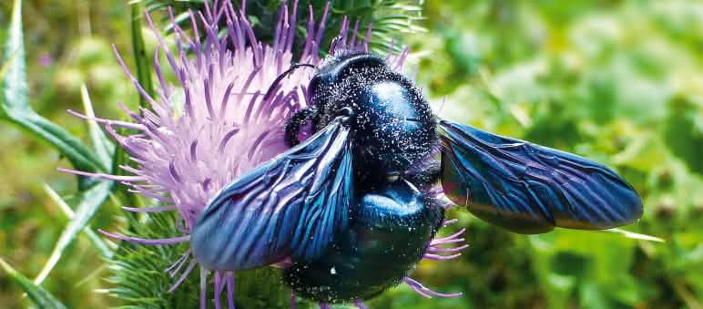 Abeja melífera