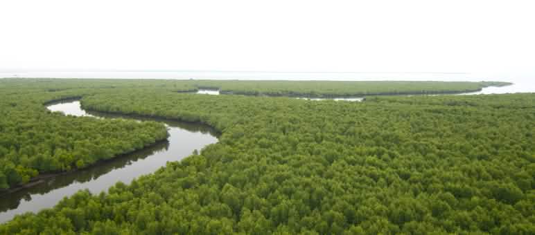 Vista aérea de un río que serpentea en medio de un bosque de manglares.