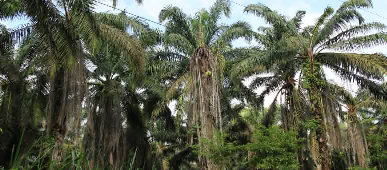Palma aceitera en Esmeraldas, Ecuador Palma aceitera en el norte de Ecuador, provincia Esmeraldas
