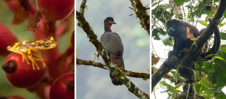 Collage - Inventario de la biodiversidad en la reserva Los Cedros