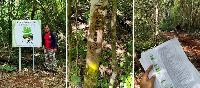 Collage - Inventario de la biodiversidad arbórea en la reserva Naaybi Luum, Felipe Carrillo Puerto, estado de Quintana Roo,  México