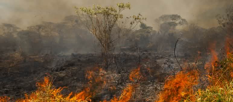 Incendio forestal en Brasil