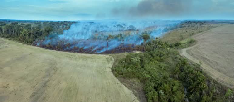 En la imagen se aprecia cómo la deforestación masiva por tala y quema abre paso a nuevos monocultivos