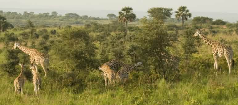 Jirafas en el Parque Nacional de las cataratas Murchison, Uganda