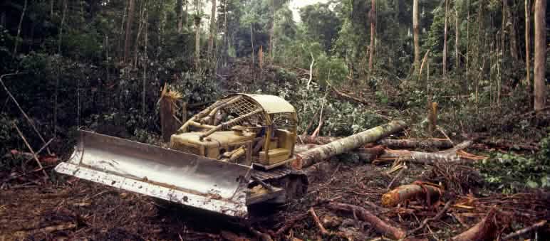 Conservar los bosques y selvas, más urgente que nunca Bulldozer talando la selva
