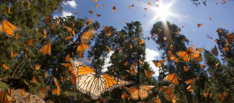 Los bosques y la biodiversidad de México están muy amenazados Mariposas Monarca en el estado de Michoacán en México