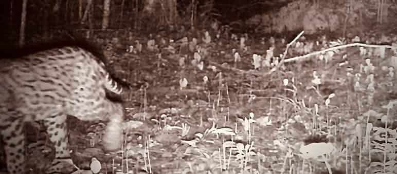 Un jaguar captado parcialmente por una cámara trampa en la selva, por la noche