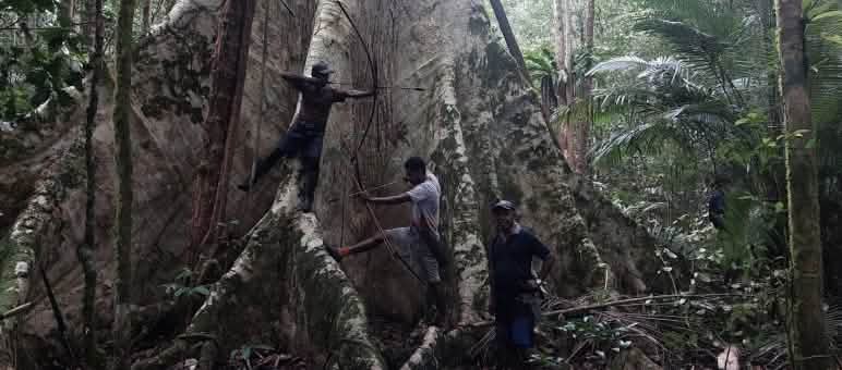 Tres hombres al pie de un árbol gigante