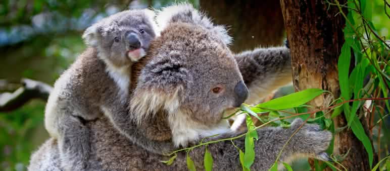 Koala (Foto: Christopher Lance/flickr (CC BY-NC-ND 2.0))